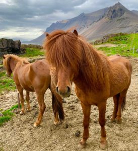 Two Icelandic Horses with Mountains