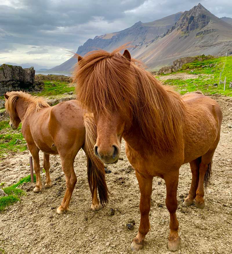 The Best Icelandic Horse Events Eventful Globe