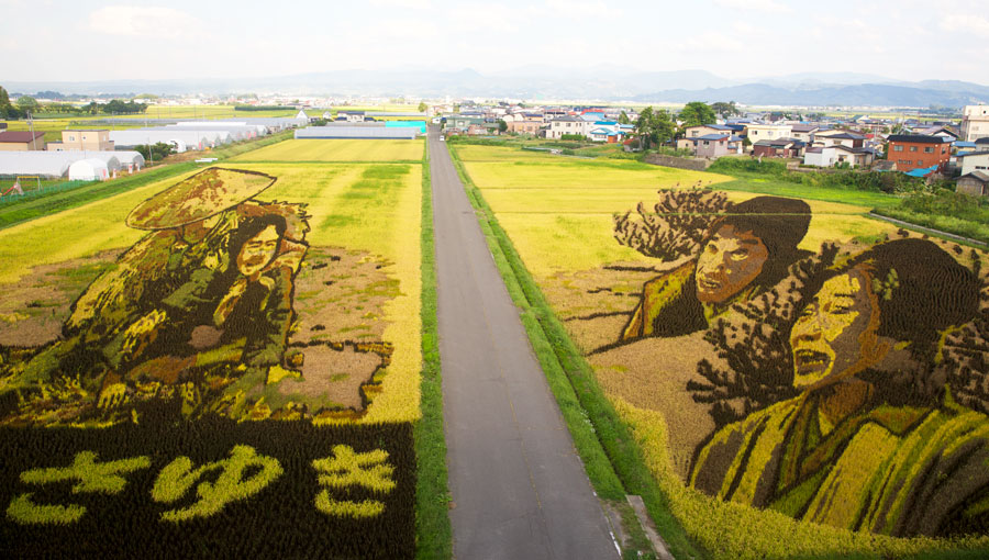 Japan's stunning rice paddy art makes you feel like you're looking at a photograph, but in fact this tapestry is made of individual rice plants!